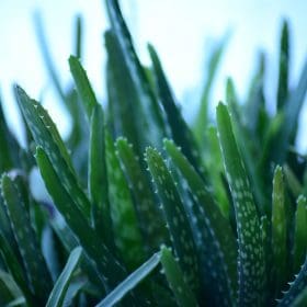 Aloe vera plante